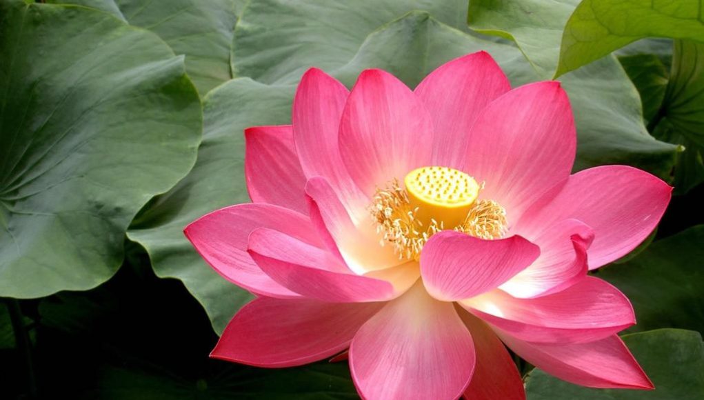 Lotus Flower Meaning in Christianity Gosp News