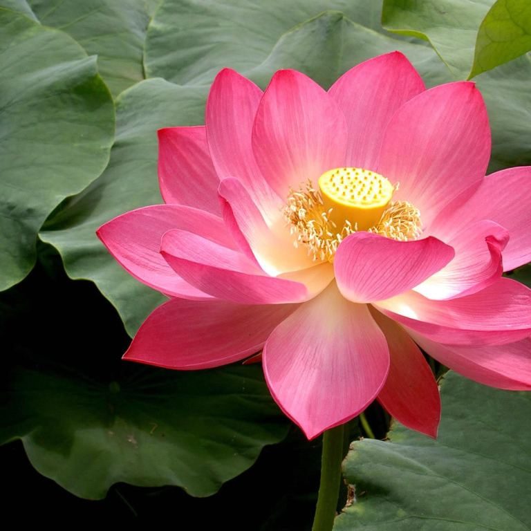 Lotus Flower Names | Best Flower Site