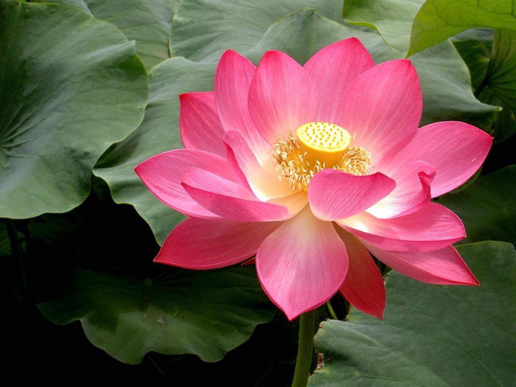 lotus flower odyssey meaning