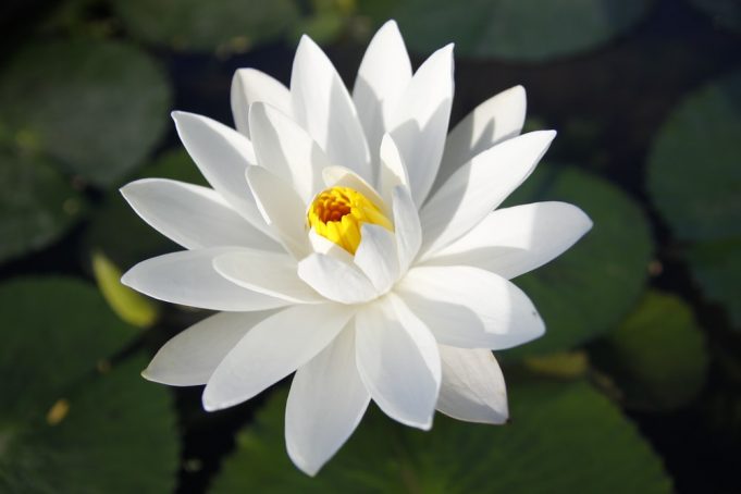 Lotus Flower Meaning in Christianity Gosp News