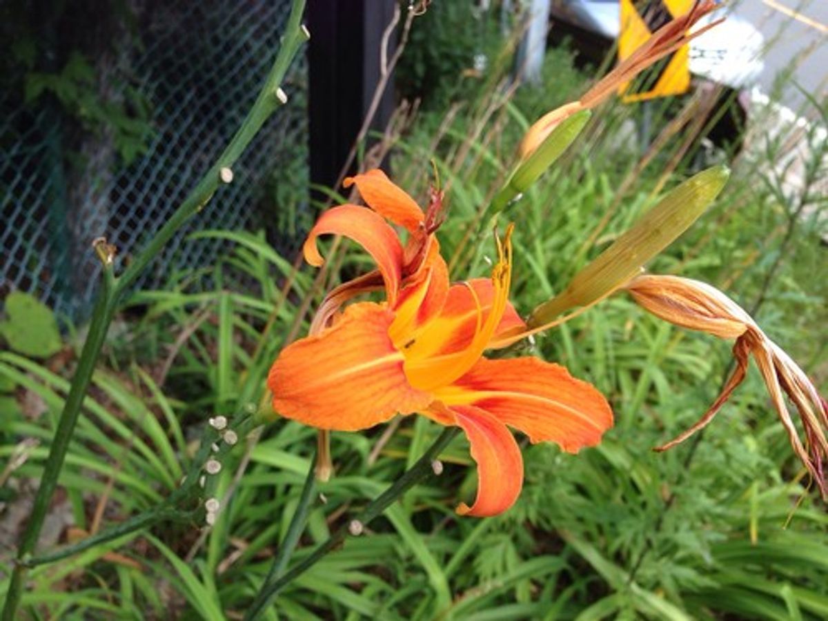How Do Daylilies Spread and Beautify Your Garden? Gosp News